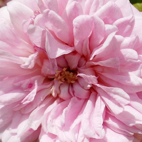 Rosa Paul Noël - trandafir cu parfum intens - Trandafir copac cu trunchi înalt - cu flori în buchet - roz - Rémi Tanne - coroană curgătoare - ,-